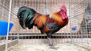 <p>Den größten Erfolg seiner noch jungen Kleintierzüchterkarriere feierte Tom Vliegen (Membach), indem er mit einem goldhalsigen Ardenner Hahn in der Kategorie große wallonische Hühnerrassen einen Champion stellte.</p>
