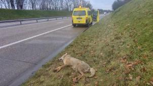 <p>Das tote Tier wurde am Straßenrand entdeckt.</p>