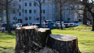 <p>Ein Baumstumpf eines kürzlich gefällten Baumes ist am Aachener Weiher in Köln neben den Autos im Feierabendverkehr zu sehen.</p>