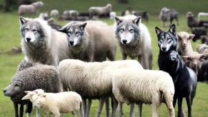 <p>Das Bild wurde mit dem Open-Source-Bildgenerator Stable Diffusion erzeugt, der mit den freien Laion-Datensätzen trainiert wurde: der Wolf im Schafspelz.</p>