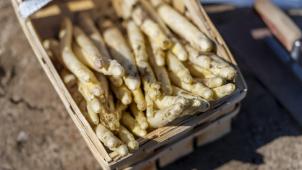 <p>Auf den Feldern haben Erntehelfer die ersten Spargel-Stangen gestochen. Doch zum bevorstehenden Osterfest dürfte es das heimische Gemüse, das Wärme und Sonne braucht, erst in kleinen Mengen geben.</p>