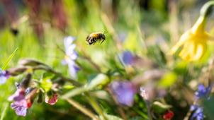 <p>Eine Wildbiene fliegt im nachmittäglichen Sonnenschein bei der Futtersuche durch eine kleines Blumenbeet in einem Vorgarten.</p>