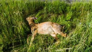 <p>Rehe aus Wildunfällen werden in Waldflächen des Nationalparks Eifel ausgelegt.</p>