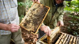 <p>Wild- und Honigbienen erfüllen wichtige Aufgaben für das gesamte Ökosystem.</p>