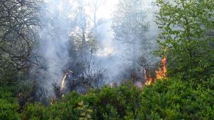 <p>Inzwischen hat sich der Großbrand im Hohen Venn auf 170 Hekta ausgedehnt.</p>
