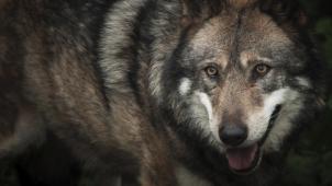 <p>Die Abgeordnete fordert eine politische Debatte über den Wolf.</p>