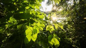 <p>Beim Aufenthalt im Wald nimmt der Körper Terpene der Bäume auf.</p>