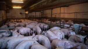 <p>Alle Tiere kamen bei dem Stallbrand in Westflandern ums Leben.</p>