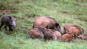 <p>Die sogenannte Ablenkfütterung trägt zur Vermehrung der Wildschweinpopulationen bei.</p>