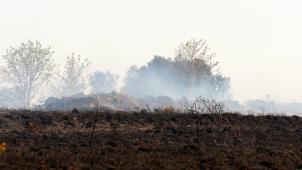 <p>Im April hatte ein Feuer rund 1000 Hektar Venn bei Mützenich vernichtet.</p>