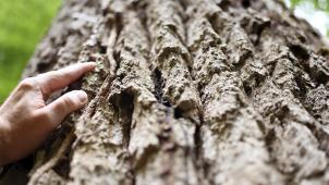 <p>Das Naturschutzgesetz wurdemit knapper Mehrheitvom EU-Parlament angenommen.</p>