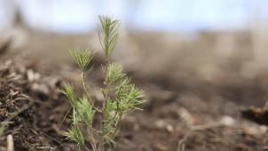 <p>Eine junge Lärche wächst im Wald. Das Europaparlament hatte sich vor Kurzem für ein umstrittenes EU-Naturschutzgesetz ausgesprochen. Dieses Thema sorgt auch in Ostbelgien für Diskussionen.</p>