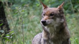 <p>Nach einem Schafsriss nahe Lieler wurde in Luxemburg ein zweiter Wolfsnachweis bestätigt. Den ersten Nachweis hatte es 2017 im Raum Holzem-Garnich gegeben.</p>