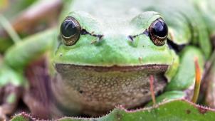 <p>Europäische Laubfrösche werden meist 3 bis 5, im Extremfall 6 cm lang. Es sind zierliche Tiere mit stumpfer Schnauze, großen Augen mit waagrechter Pupille, gut sichtbarem Trommelfell, rundlichem Körper und feingliedrigen Extremitäten.</p>
