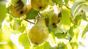 <p>Birnen stehen hoch im Kurs.</p>