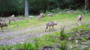 <p>Akela und Maxima ziehen mindestens fünf neue Wolfswelpen auf.</p>