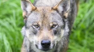 <p>Bisher genießen Wölfe in Europa einen hohen Schutzstatus.</p>