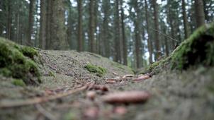 <p>Der Hürtgenwald taucht auf einer Karte mit sechs Regionen auf, die die NRW-Regierung als besonders geeignet für einen Nationalpark sieht.</p>