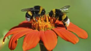 <p>Zwei Hummeln sitzen auf einer Blüte.</p>