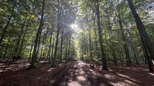 <p>Die Bewirtschaftung des Waldes müsse aufgrund der Klimakrise grundlegend geändert werden, sagt die Regionalabgeordnete Anne Kelleter. Das sei mit der aktuellen Personalstärke und zusätzlich zur täglichen Arbeit für das Forstamt kaum zu bewältigen.</p>