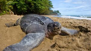 <p>Lederschildkröten halten sich normalerweise im Atlantischen Ozean auf. Diese Aufnahme stammt aus Trinidad.</p>