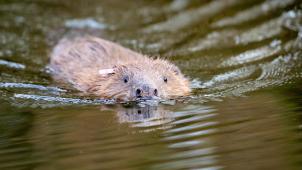 <p>Europäische Biber gehören in der Wallonie zu den geschützten Wildtieren. Weil zwei Männern vorgeworfen wird, sechs der Nager durch Pistolenschüsse getötet und zudem öffentlich zur Schau gestellt zu haben, müssen sie sich vor dem Strafgericht Neufchâteau verantworten.</p>