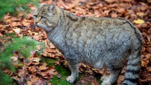 <p>Die europäische Wildkatze breitet sich wieder aus.</p>