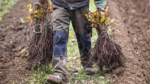 <p>„Yes We Plant“ ist Teil der EU-Strategie zur Erhaltung der biologischen Vielfalt, die unter anderem vorsieht, dass bis 2030 drei Milliarden Bäume gepflanzt werden sollen.</p>