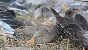 <p>Wegen illegalem Vogelfang droht einem Montzener nicht nur eine Geld- sondern auch eine Haftstrafe.</p>