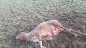 <p>Ein Wolf riss mehrere Schafe in Auw.</p>