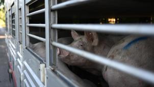 <p>Täglich sterben hunderte Tiere auf dem Weg zum Schlachthof. Die Regierungspartei Vooruit fordert nun strengere Regeln für dem Transport.</p>