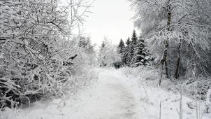 <p>Im Hohen Venn werden rund 15 Zentimeter Neuschnee erwartet.</p>