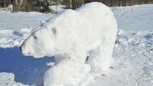 <p>Mittlerweile ist der Eisbär allerdings wiederverschwunden.</p>