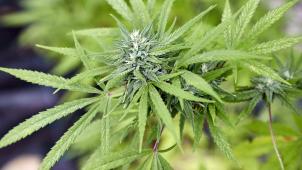 <p>Nach einem Hinweis der Aachener Polizei an die Eupener Kollegen wurde die Cannabisplantage im Mai 2022 entdeckt.</p>