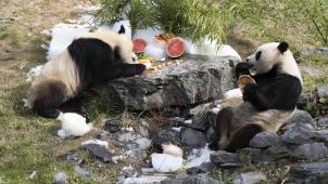 <p>Die Zwillinge Bao Di and Bao Mei haben vor knapp fünf Jahren in Belgien das Licht der Welt erblickt.</p>