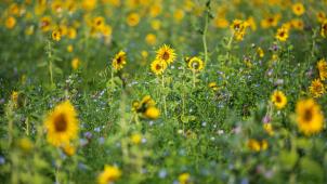 <p>Von Biodiversität profitieren Mensch und Tier.</p>