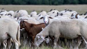 <p>Die Tierschutzorganisation fordert ein umfassendes Verbot des Schlachtens ohne Betäubung.</p>