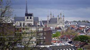 <p>Ein Blick von oben auf Löwen</p>