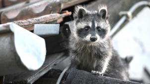 <p>Der Waschbär sieht zwar niedlich aus, entwickelt sich allerdings in vielen Gebieten immer mehr zur Plage.</p>