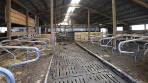 <p>Ein Landwirt aus Hürtgen beklagt den Verlust von vier Kühen.</p>