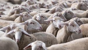 <p>Die Föderalagentur für die Sicherheit der Nahrungsmittelkette rät dazu, Schafe gegen das Virus zu impfen.</p>