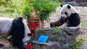 <p>Bao Di und Bao Mei genießen ihr Geburtstagsfestmahl.</p>