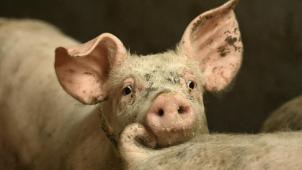 <p>Weniger Schweine gibt es in Belgien.</p>