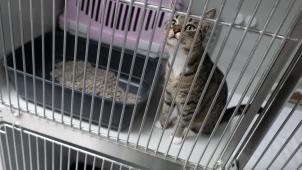 <p>Seit Jahren steigt die Anzahl der abgegeben Katzen an. Belgische Tierheime schlagen nun Alarm.</p>