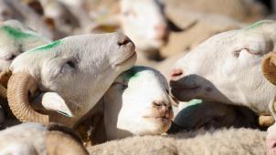 <p>Insbesondere Schafe und Rinder sind von der Blauzungenkrankheit betroffen.</p>