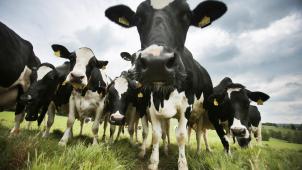 <p>Im letzten Jahr ist EHD erstmals bei Rindern in Europa ausgebrochen.</p>