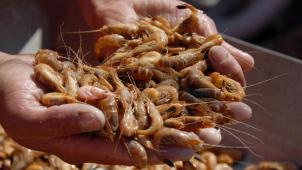 <p>Die Nordseegarnele ist ein kleiner, langgestreckter Krebs.</p>
