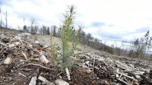 <p>Die Organisationen sehen in ganz Europa Handlungsbedarf in Sachen Klimapolitik.</p>
