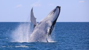 <p>Belgiens Nordsee wird zum Rückzugsort für Buckelwale.</p>