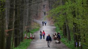 <p>Ein Blick in den Hallerbos – ein Mischwald, derin der Provinz Flämisch-Brabant bei Halle steht.</p>